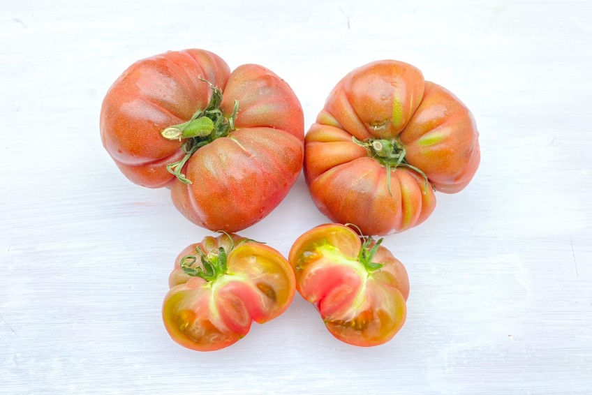 alte tomatensorten kaufen