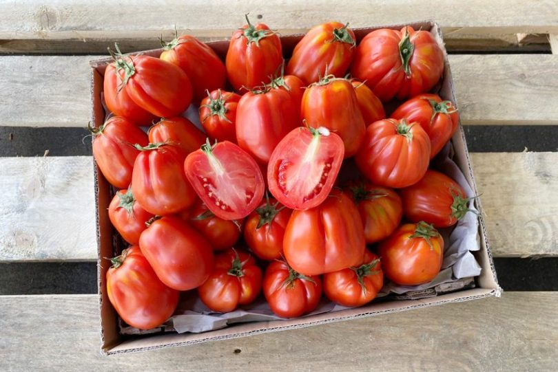 Bio Cuore di Bue Tomate kaufen