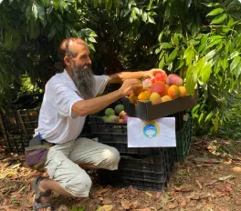 bio mango kaufen