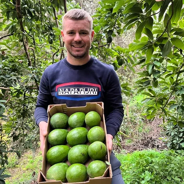 Bio Avocado kaufen