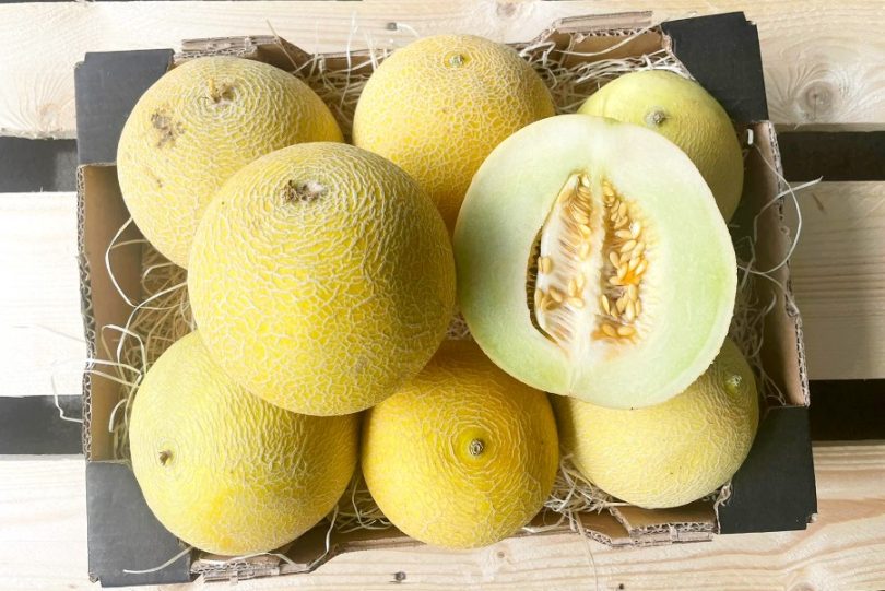 galia melone kaufen