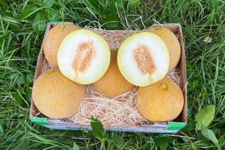 galia melone kaufen