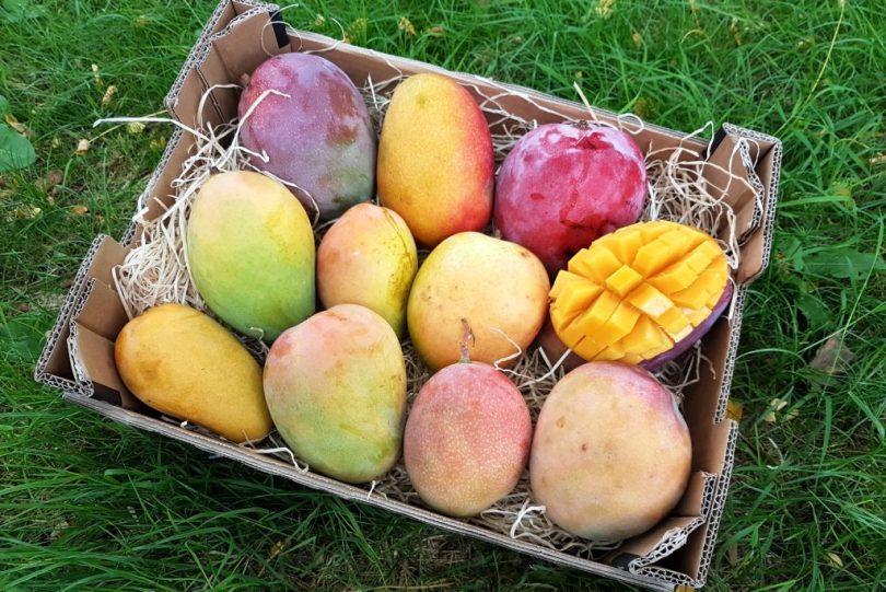 bio mangos kaufen