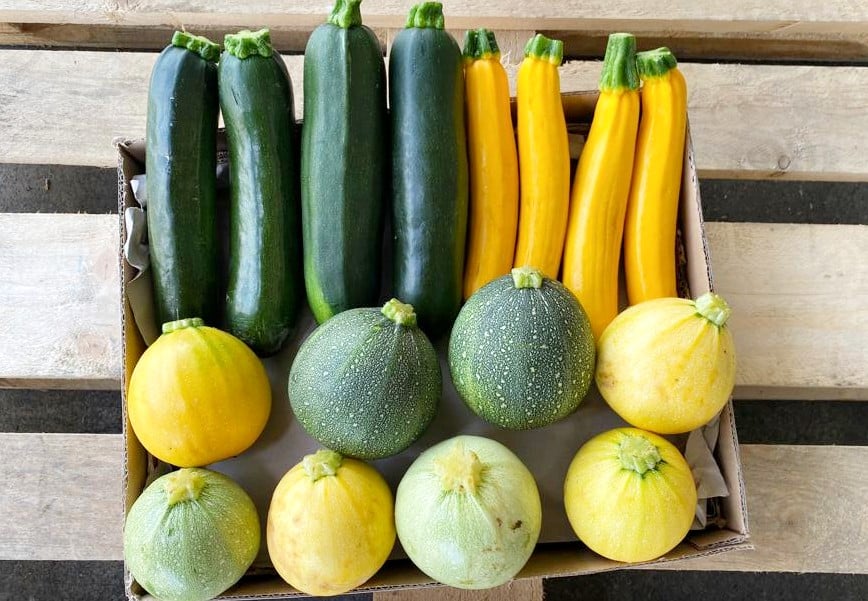 bio zucchini bunt kaufen