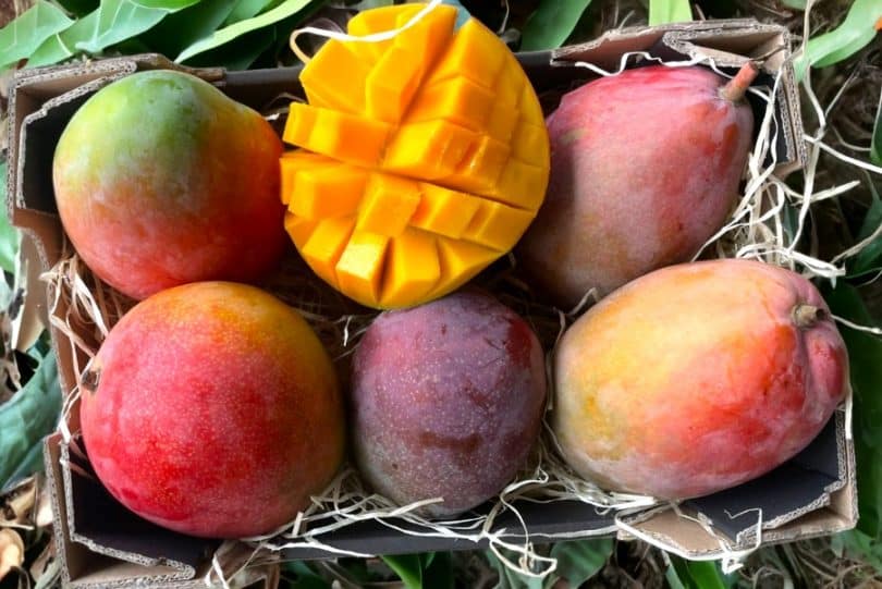 bio mangos spanien kaufen