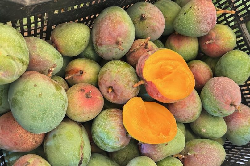 babymango Kent