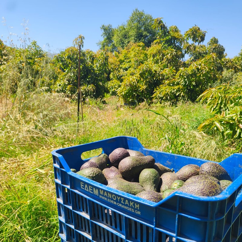 bio avocados kaufen