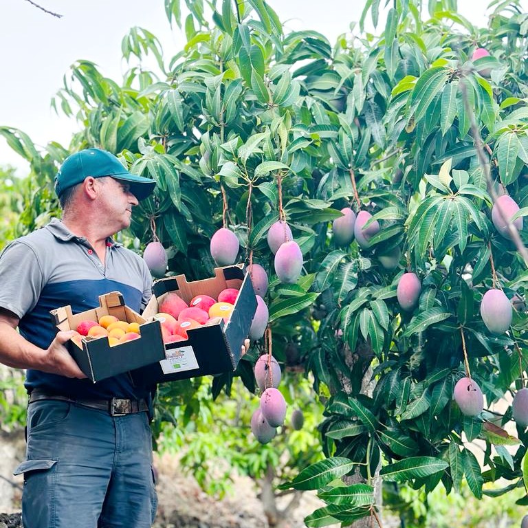 mangos spanien kaufen