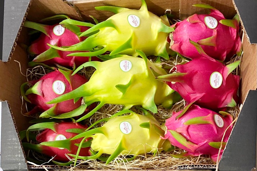 drachenfrucht kaufen