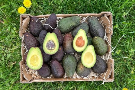 hass avocados sizilien kaufen
