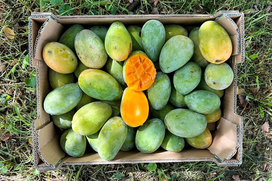 manila mango kaufen