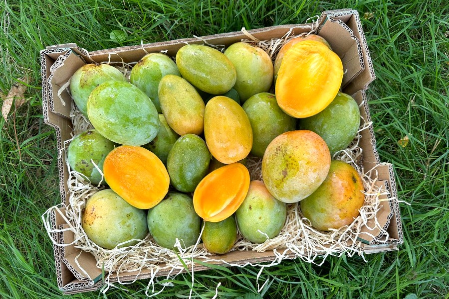 indsiche mangos kaufen