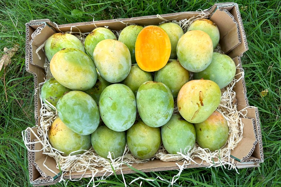 mangos safeda kaufen