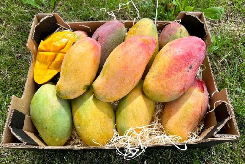 valencia pride mango kaufen
