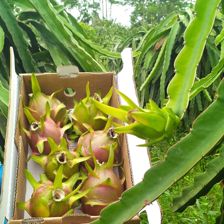 bio drachenfrucht kaufen