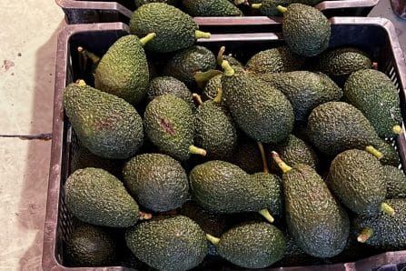 maluma avocado kaufen