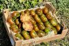 bio tomaten raff kaufen
