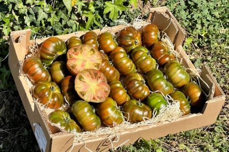 bio tomaten raff kaufen