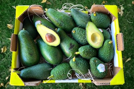 sizilianische Bio avocados bestellen
