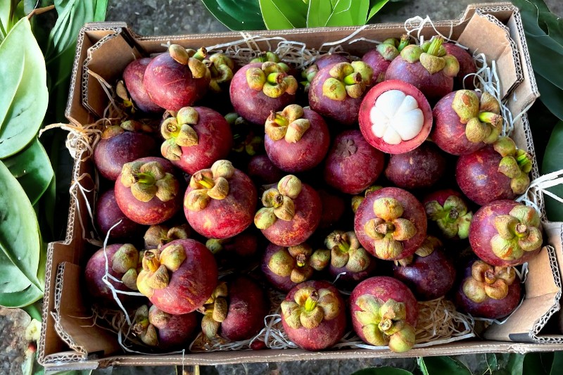 mangosteen kaufen