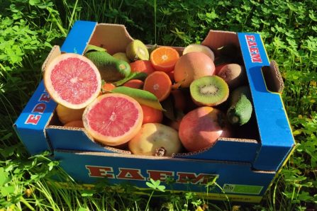 bio früchte aus kreta kaufen
