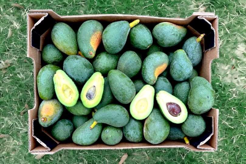 baby fuerte avocados kaufen