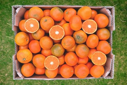 bio mandarine murcott kaufen