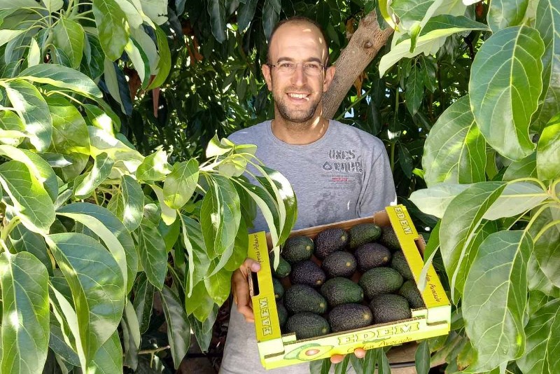 bio avocados kaufen