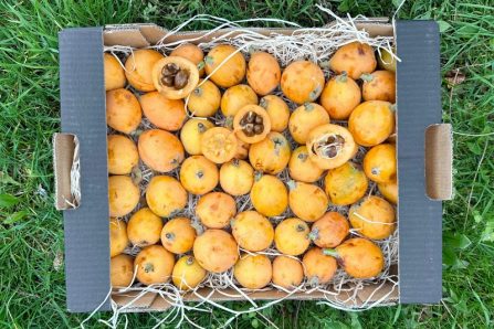 loquats kaufen