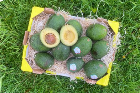 Bio Ätna Vulkan-Avocado "Reed" Sizilien Kennenlernpreis-Box % 2,5kg