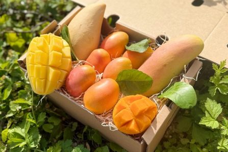 bio mangos kaufen