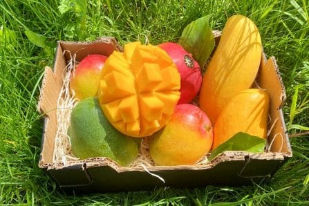 bio mangos kaufen