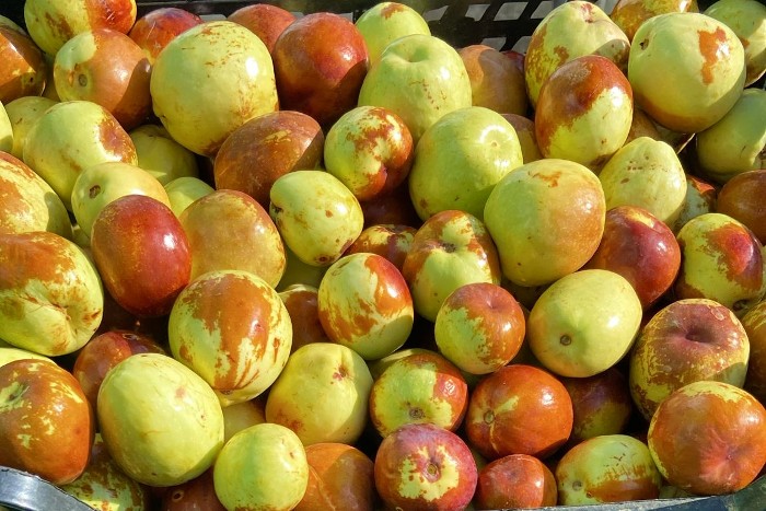 jujube kaufen
