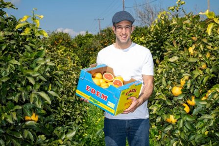 bio grapefruit aus kreta kaufen