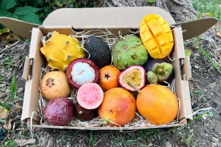 exotische früchte klein box