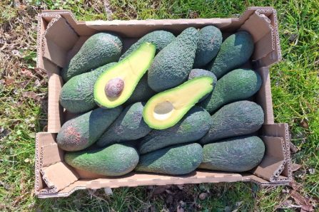 Avocado Pinkerton 13 Monate baumgereift von Julian Aktionspreis % 1kg