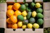 bio früchte aus kreta kaufen