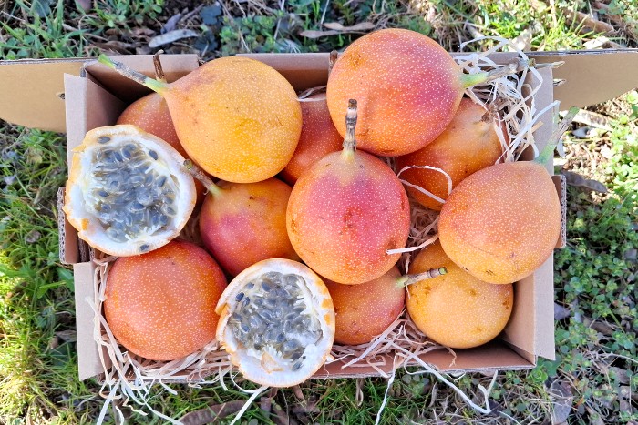 granadilla bestellen