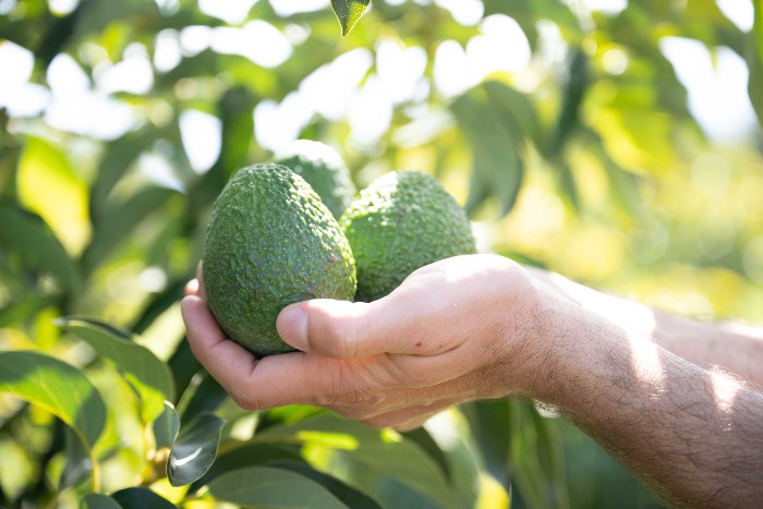 kreta avocados kaufen
