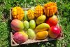 bio mangos kaufen