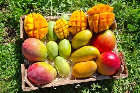 bio mangos kaufen