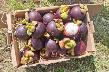 Bio Mangostan Retterbox "Ready to Eat" Sonderpreis % 1,25kg
