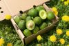 bio avocado gwen kaufen