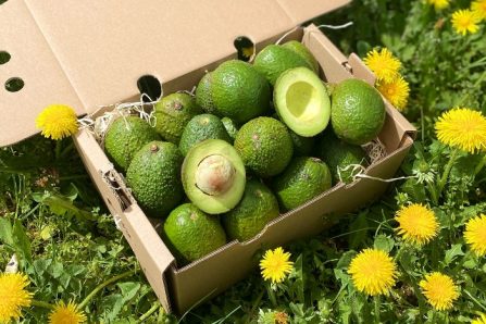 bio avocado gwen kaufen