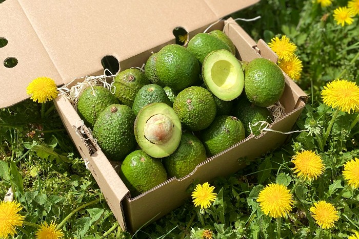 bio avocado gwen kaufen