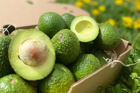 avocado gwen kaufen