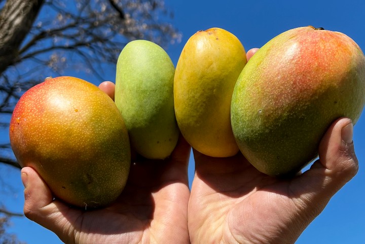 bio mangos kaufen
