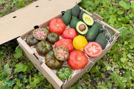 Avocado & Tomaten Box 3kg