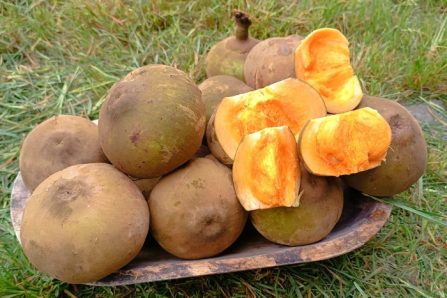 sapote kaufen