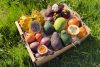 Lieblingsfrüchte Box groß mit exotischen Früchten